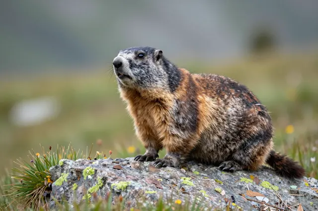 A furry marmot sits alert on a lichen-covered rock in a grassy alpine meadow