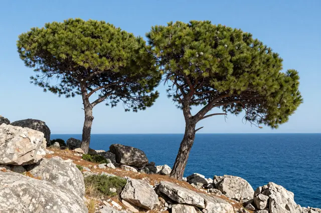 Two flat-crowned mediterranean pine trees grow on granite rocks above a bright blue sea under a clear sky