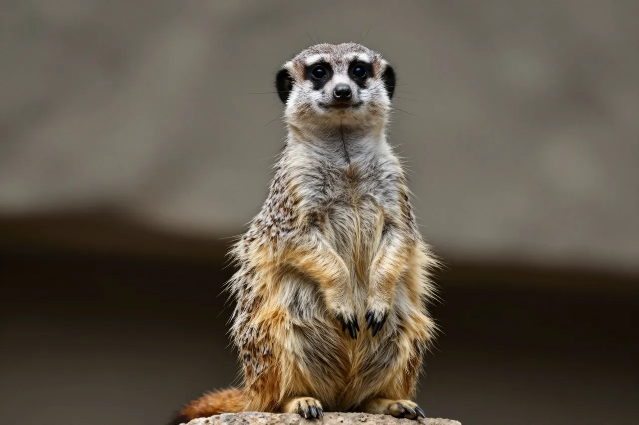 An alert meerkat stands upright perched on a rock, facing the camera with a blurred neutral background.