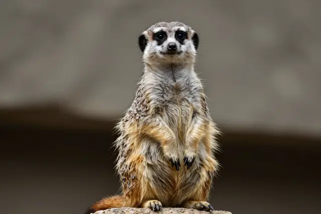 An alert meerkat stands upright perched on a rock, facing the camera with a blurred neutral background.