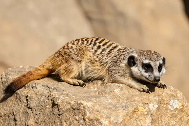 A relaxed meerkat lies stretched out sunbathing on a rough warm sunlit rock
