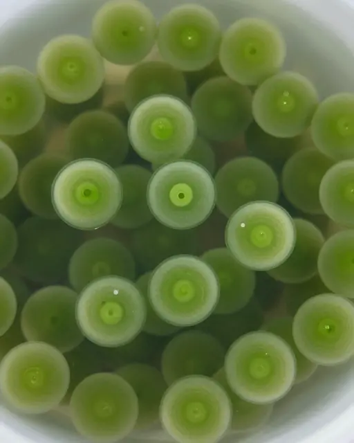 Close-up microscopic view of translucent green spherical algae suspended in clear water