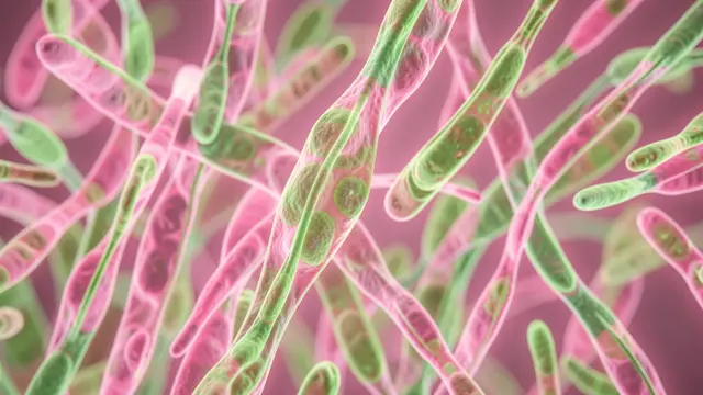Abstract close-up view of glowing pink and green elongated plant cells as seen under a microscope