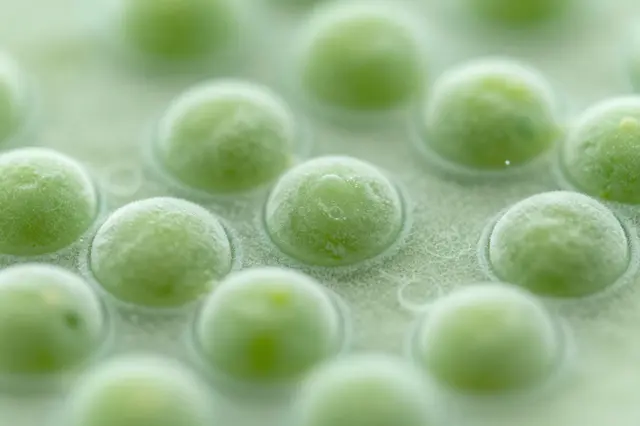 Close up macro view of rounded green plant cells as seen under a light microscope