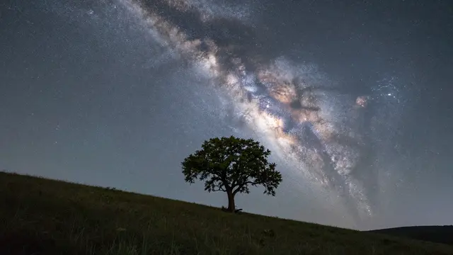 A lone leafy tree stands silhouetted on a grassy hill beneath a bright arching milky way in a dark night sky