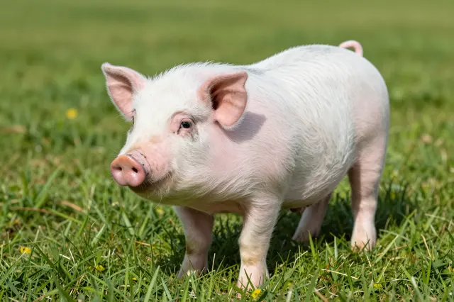 A small pink and white mini pig stands on bright sunlit green grass looking toward the camera