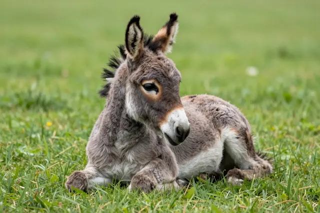 A fluffy miniature donkey foal lies relaxed on lush green grass in a sunlit meadow