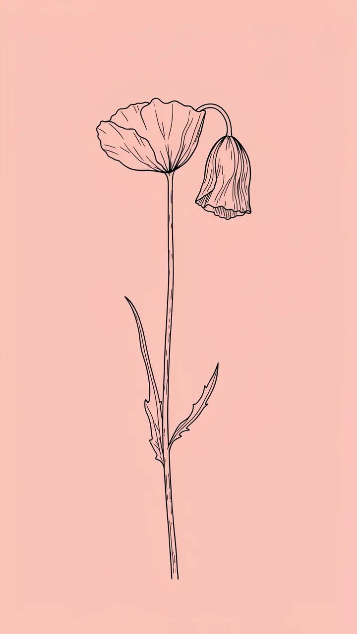 Thin black line drawing of a poppy stem with open bloom and drooping bud on a blush pink background