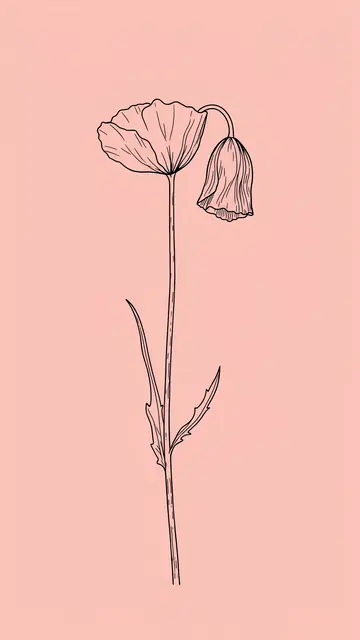 Thin black line drawing of a poppy stem with open bloom and drooping bud on a blush pink background