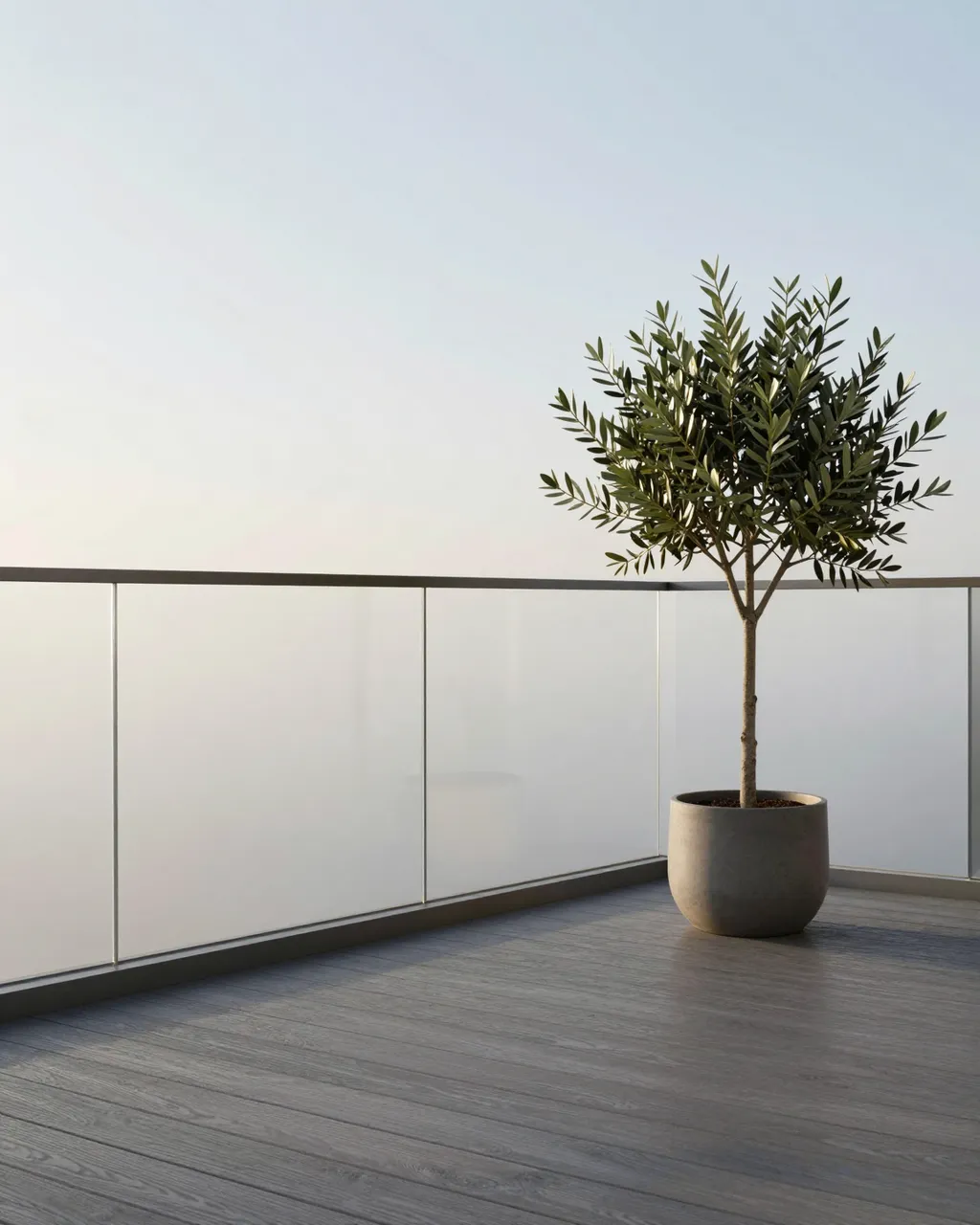 A single potted olive tree sits on a gray wood balcony with frosted glass railing at soft sunrise