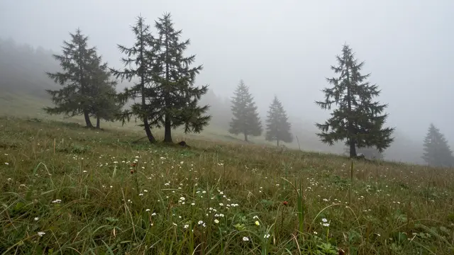 Fog drifts over a sloped alpine meadow dotted with wildflowers and silhouetted conifer trees