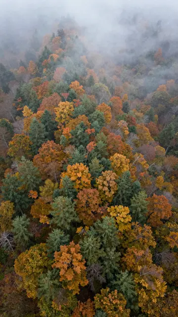 A top-down aerial view of a colorful autumn forest draped in drifting soft fog