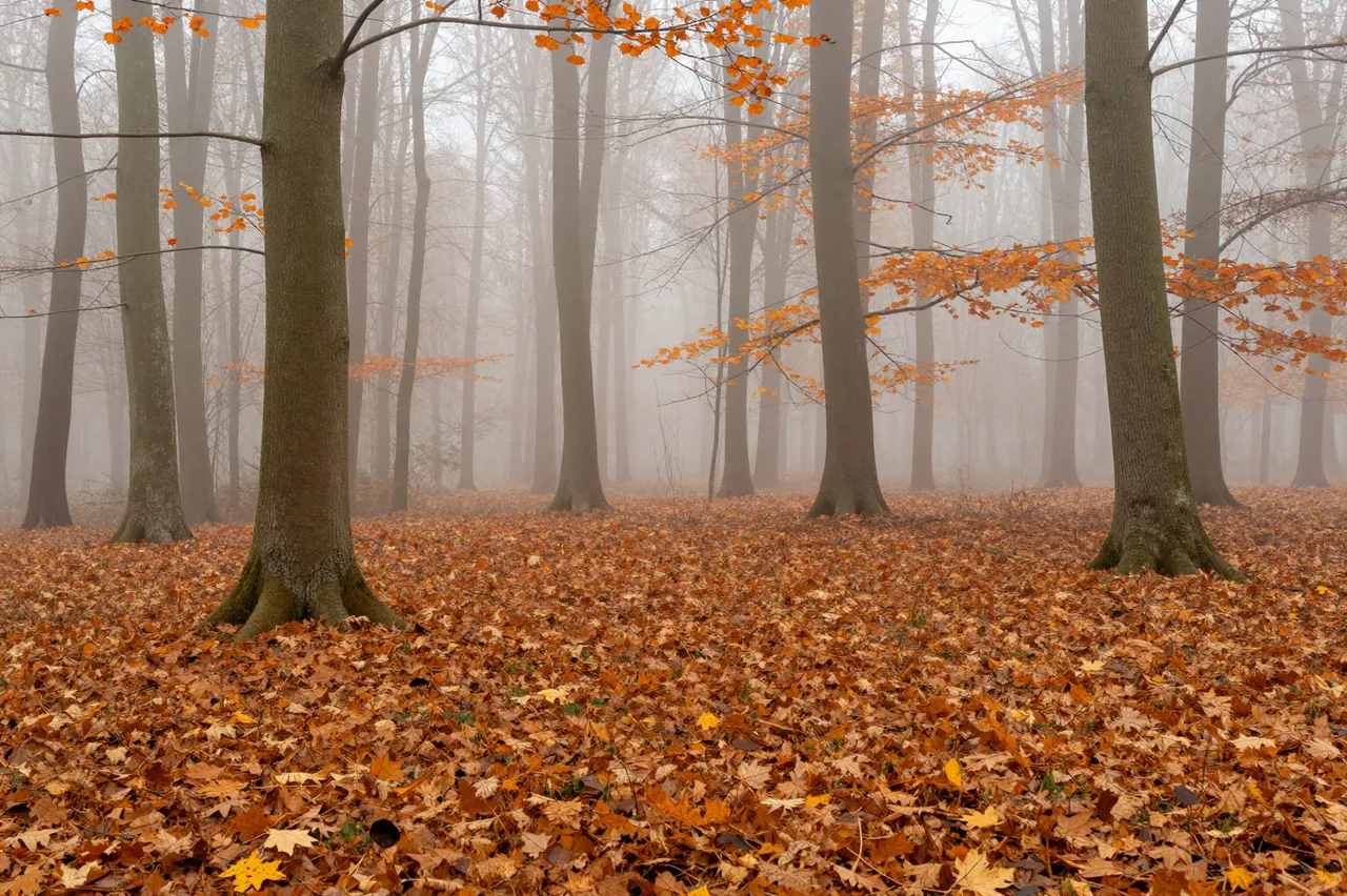 Dense fog shrouds a beech forest carpeted with thick orange fallen autumn leaves