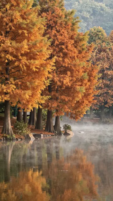 Golden orange fall trees line the edge of a calm, mist-covered lake with soft reflections.