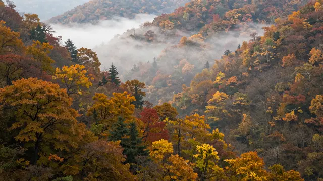 Fog drifts through a forested valley filled with vibrant autumn colored trees on a quiet morning