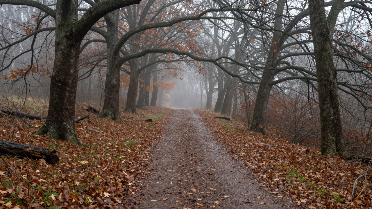 Wet dirt trail winds through a foggy late autumn oak forest lined with fallen brown leaves