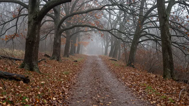 Wet dirt trail winds through a foggy late autumn oak forest lined with fallen brown leaves