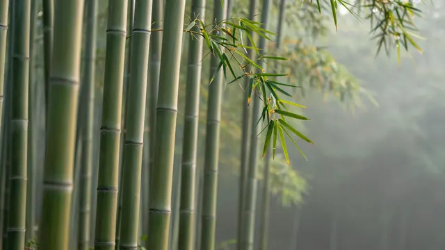Sharp foreground bamboo stalks with soft blurred mist filling a sunlit bamboo grove