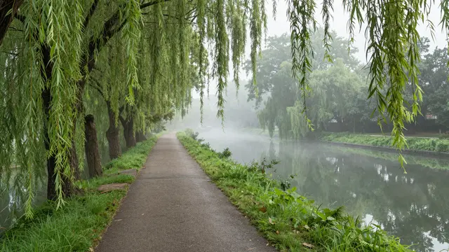 Paved towpath runs alongside a misty still canal lined with drooping weeping willow trees at early morning