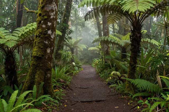 A dirt trail winds through a misty cloud forest lined with mossy tree trunks and large tree ferns