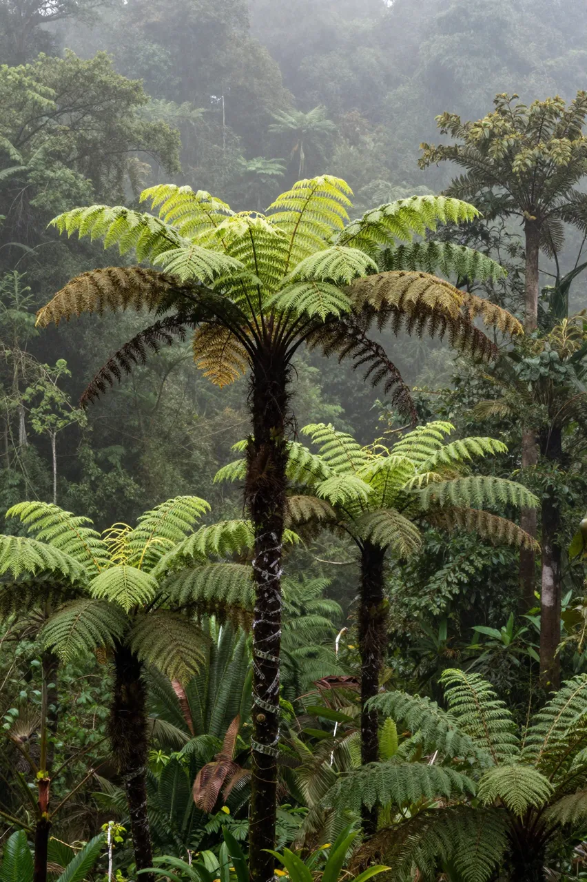 Tall tree ferns stand amid drifting fog in a dense, moist cloud forest