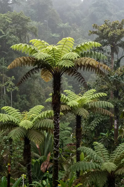 Tall tree ferns stand amid drifting fog in a dense, moist cloud forest