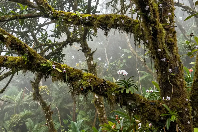 Moss-covered tree branches dotted with orchids stand amid hazy mist in a dense cloud forest.