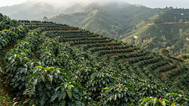 Terraced rows of coffee shrubs cover a misty green mountainside at early sunrise