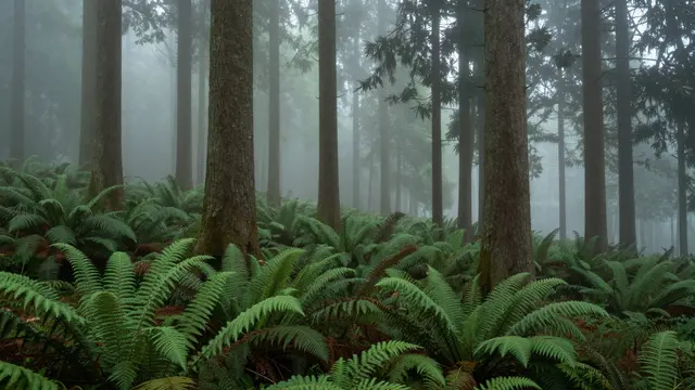Tall conifer trunks rise through thick morning fog above a fern-covered forest floor.