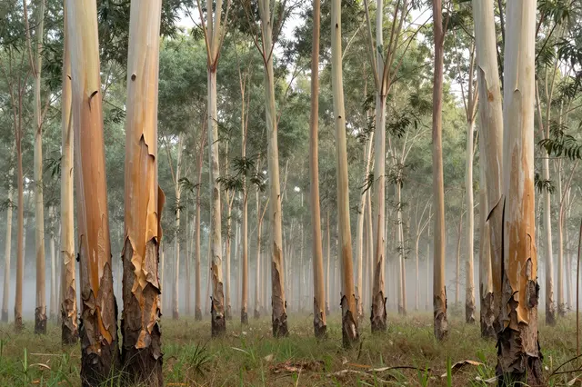 Tall eucalyptus trees with peeling bark stand amid soft morning haze across a grassy forest floor