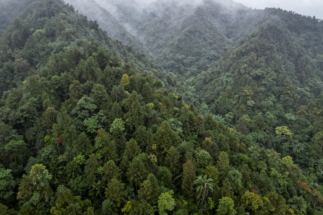 Aerial view of dense forested mountain slopes wreathed in light mist after recent rain