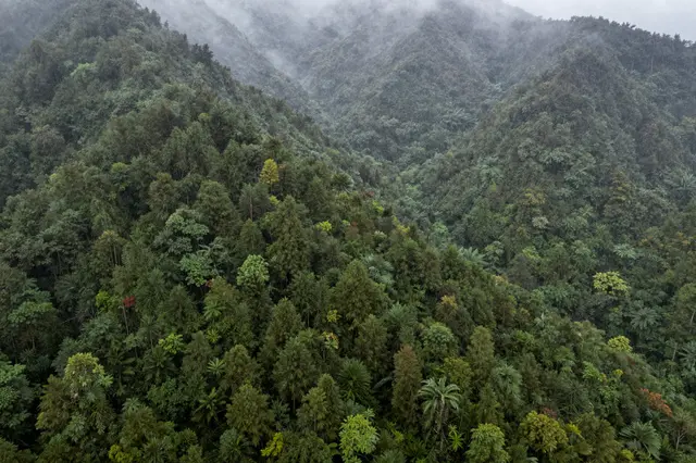 Aerial view of dense forested mountain slopes wreathed in light mist after recent rain