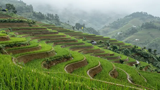Lush curved green rice terraces stretch across misty forested hills at early morning
