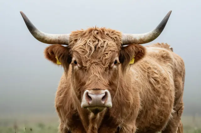 A shaggy highland cow with long curved horns stands facing the camera in soft foggy conditions