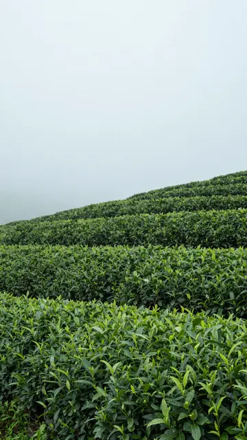 Rows of green tea bushes grow on a sloped hillside beneath empty foggy overcast sky