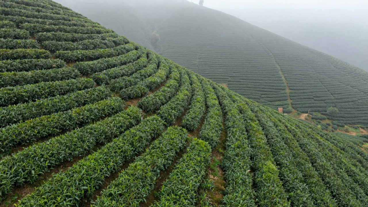 Aerial view of neatly curved terraced tea hedges covering a steep foggy hillside at morning