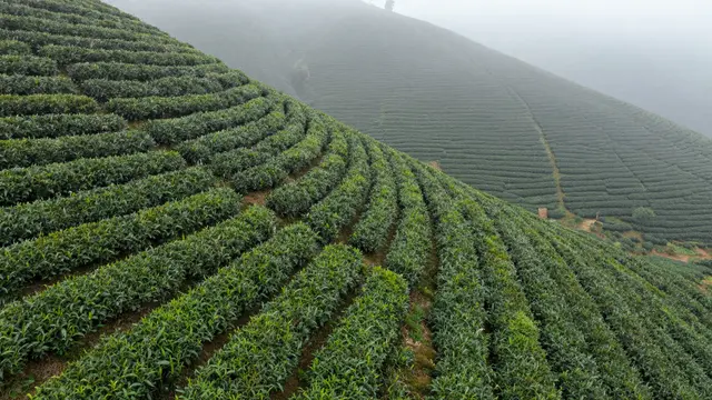 Aerial view of neatly curved terraced tea hedges covering a steep foggy hillside at morning