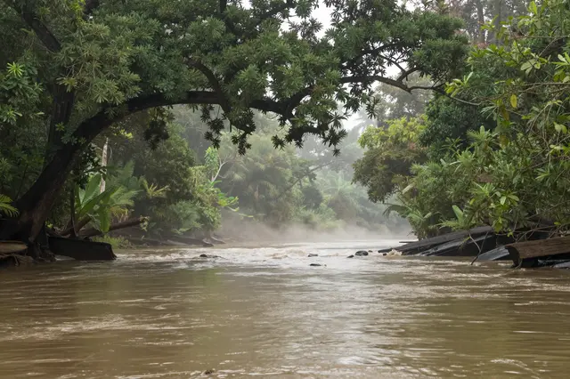 Murky jungle river flows beneath overhanging trees with soft mist hovering over the distant water
