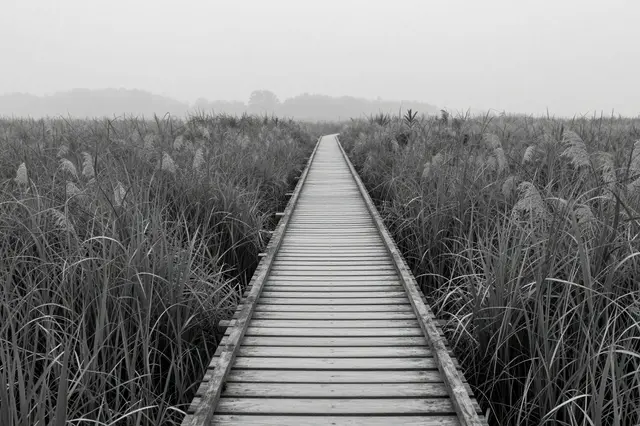 Black and white view of a wooden plank footbridge stretching through tall reeds into thick fog