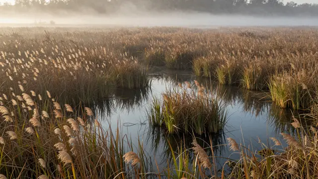 Golden sunrise light drifts over misty reed beds and still reflective marsh pools