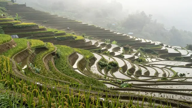 Curved tiered rice terraces stretch across a hillside shrouded in soft morning mist
