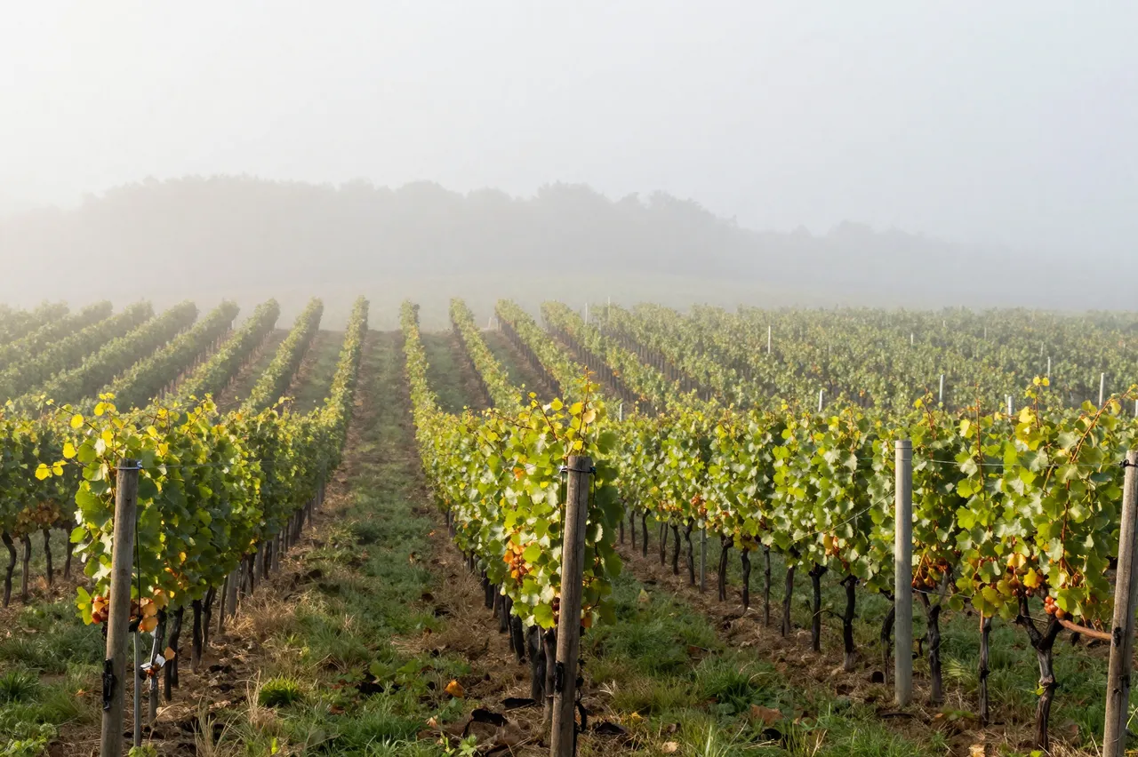 Neat parallel vineyard rows recede into thick hazy fog at early morning