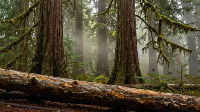 Fallen log rests in the foreground of a foggy old-growth cedar forest with moss-draped branches