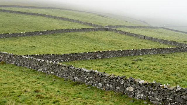 Dry stone walls divide rolling green pasture on a foggy misty morning