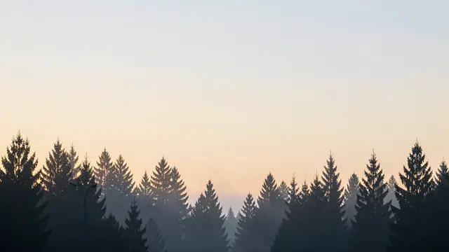 Pine tree silhouettes line the bottom of the frame under a soft pale gradient dawn sky with empty upper copy space