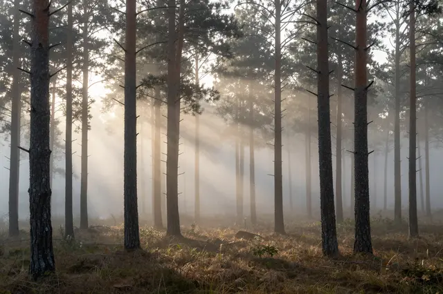 Warm sunbeams stream through thick fog between tall pine trees at early dawn