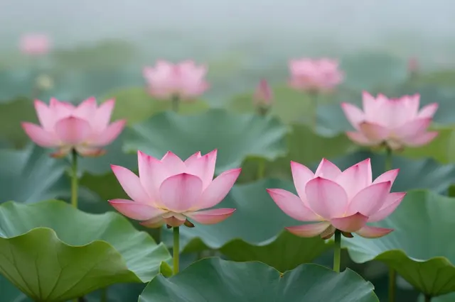 Pink lotus blooms and broad green leaves stand out against soft blurred morning mist over water