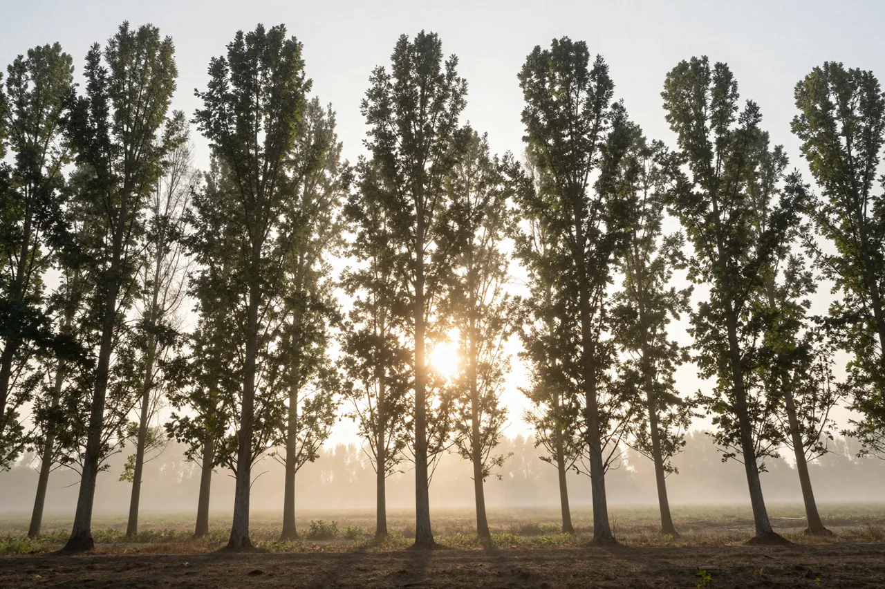 Sun rises behind a row of tall poplar trees over a foggy rural field at dawn