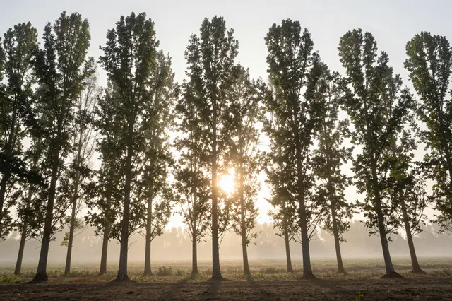 Sun rises behind a row of tall poplar trees over a foggy rural field at dawn