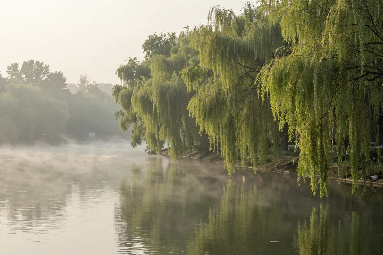Hanging willow trees line a calm mist-shrouded river at soft pale dawn